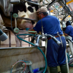 Lechería uruguaya crece mayo marca un alza del 10 %
